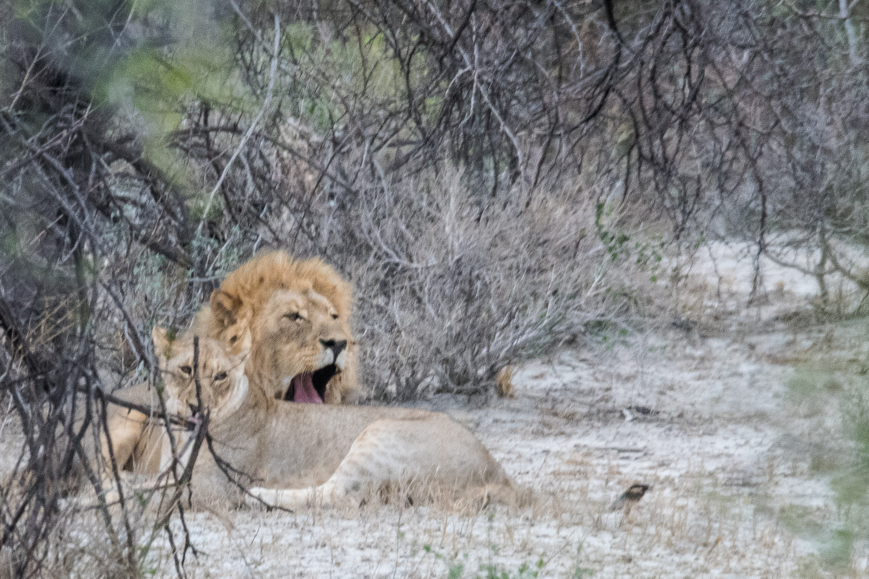 Lion mâle (Lion, Pantera leo) humant une femelle pour déceler  l'éventuelle proximité de son ovulation via le niveau de ses phéromones, Onguma Nature Reserve, Etosha, Namibie.